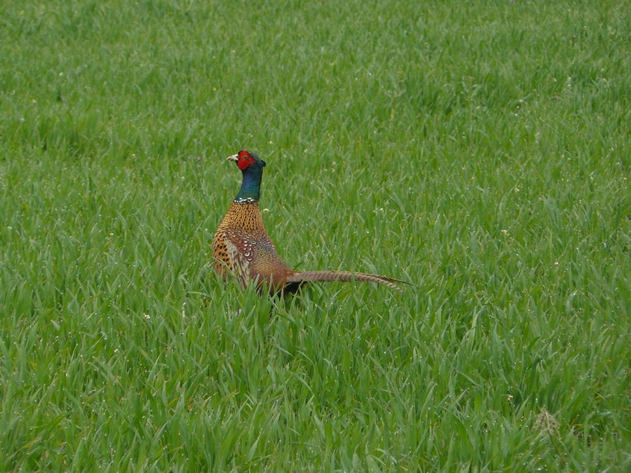pheasant