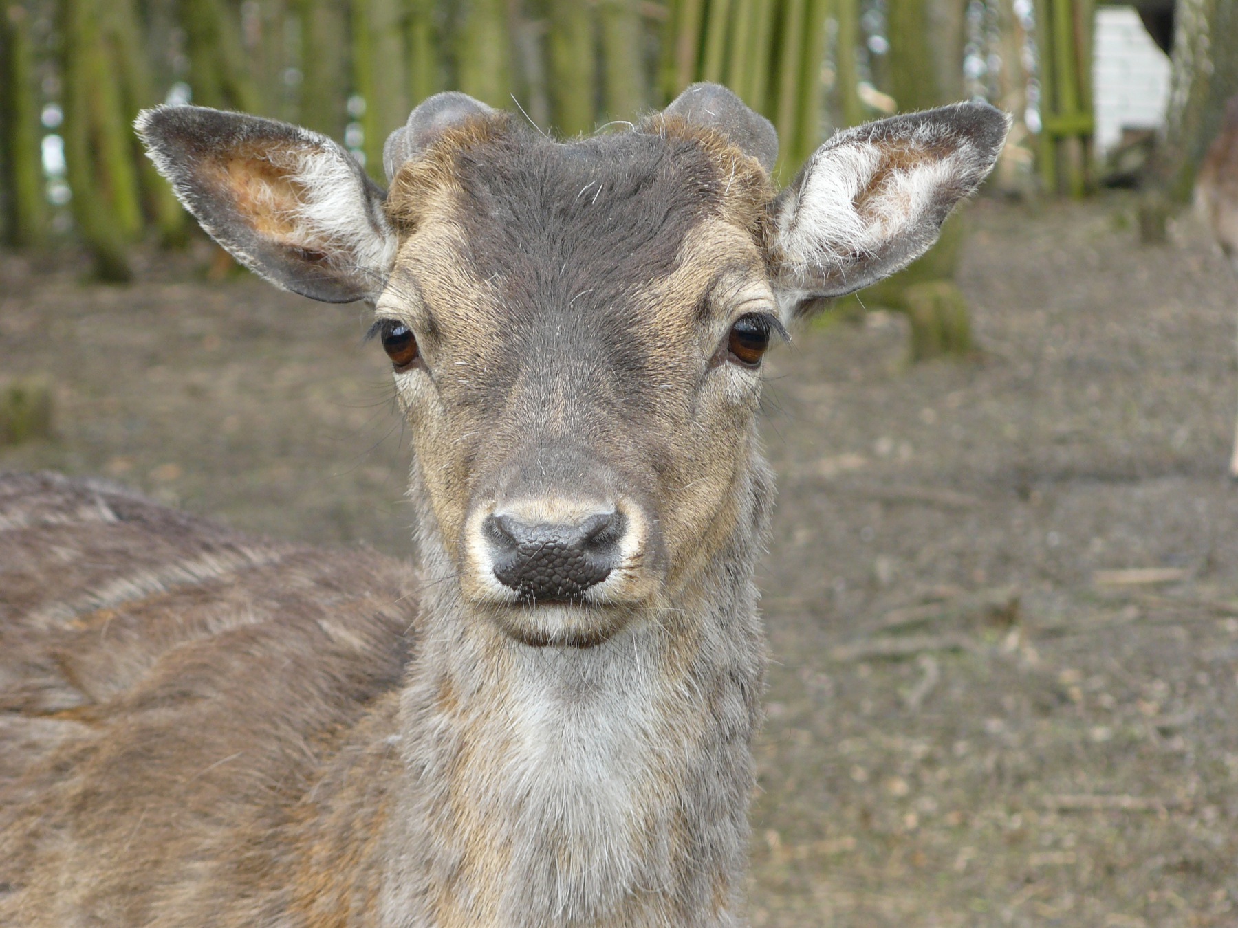 fallow deer