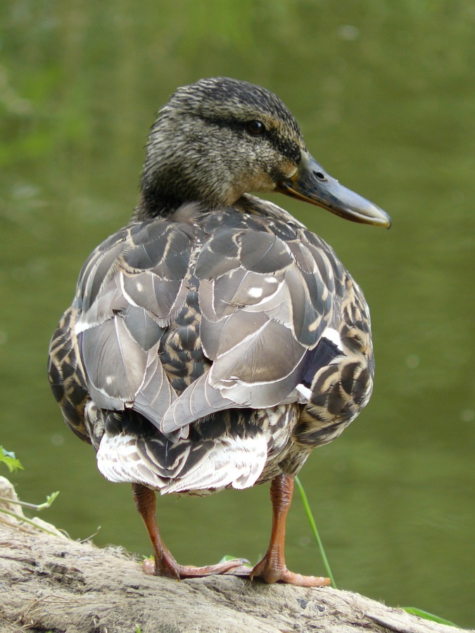 duck