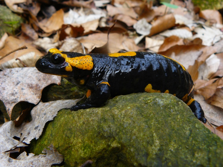 salamander