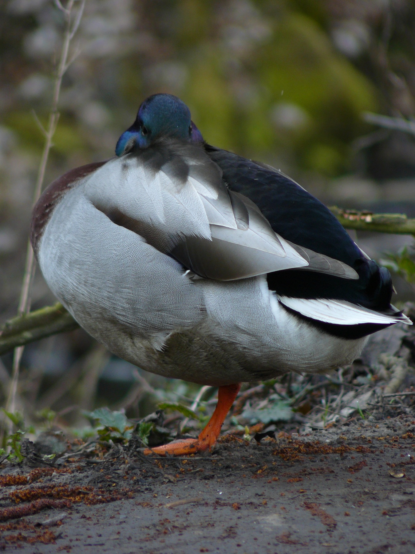 duck