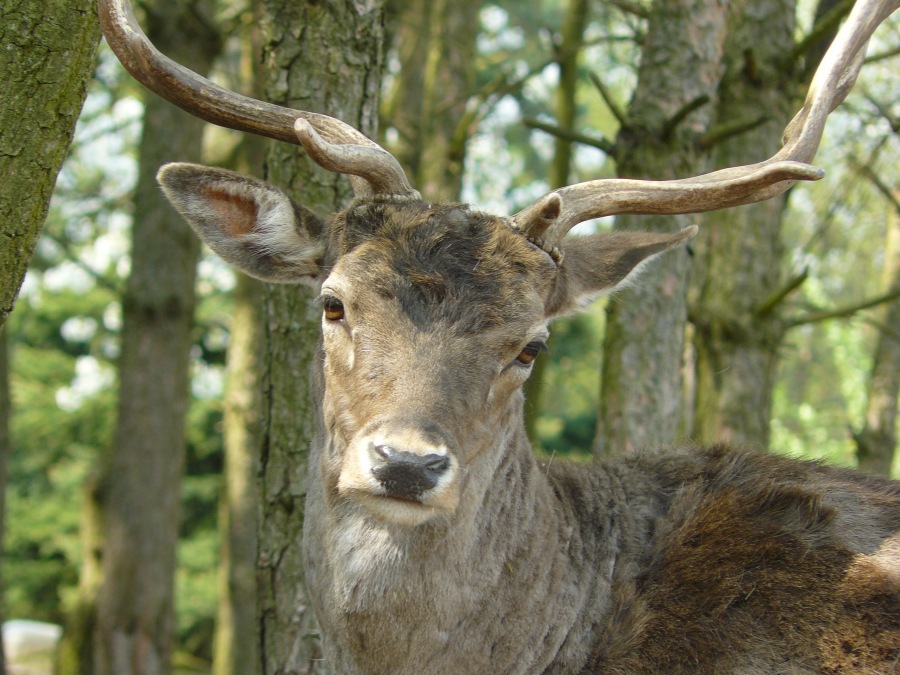 fallow deer