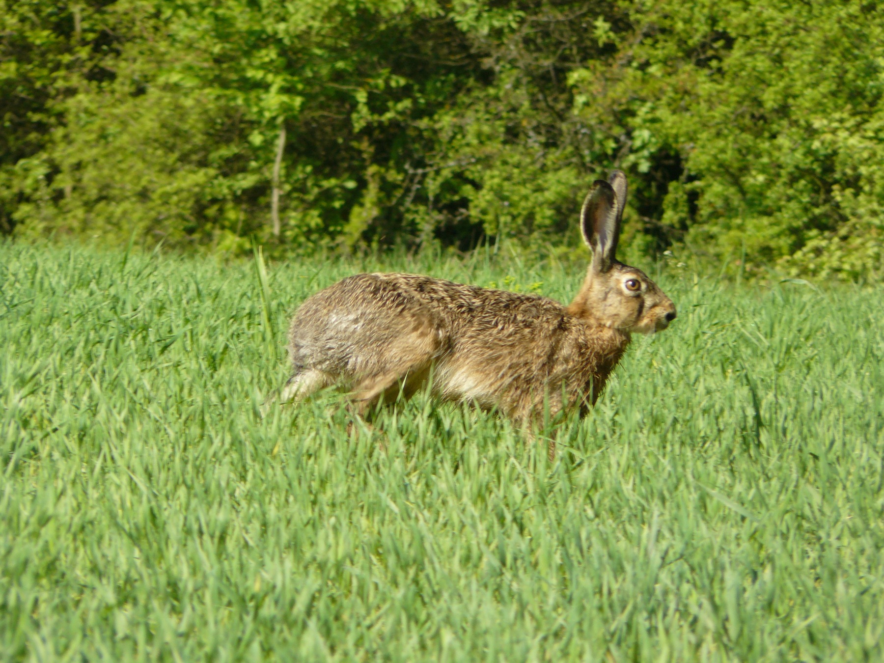 european hare