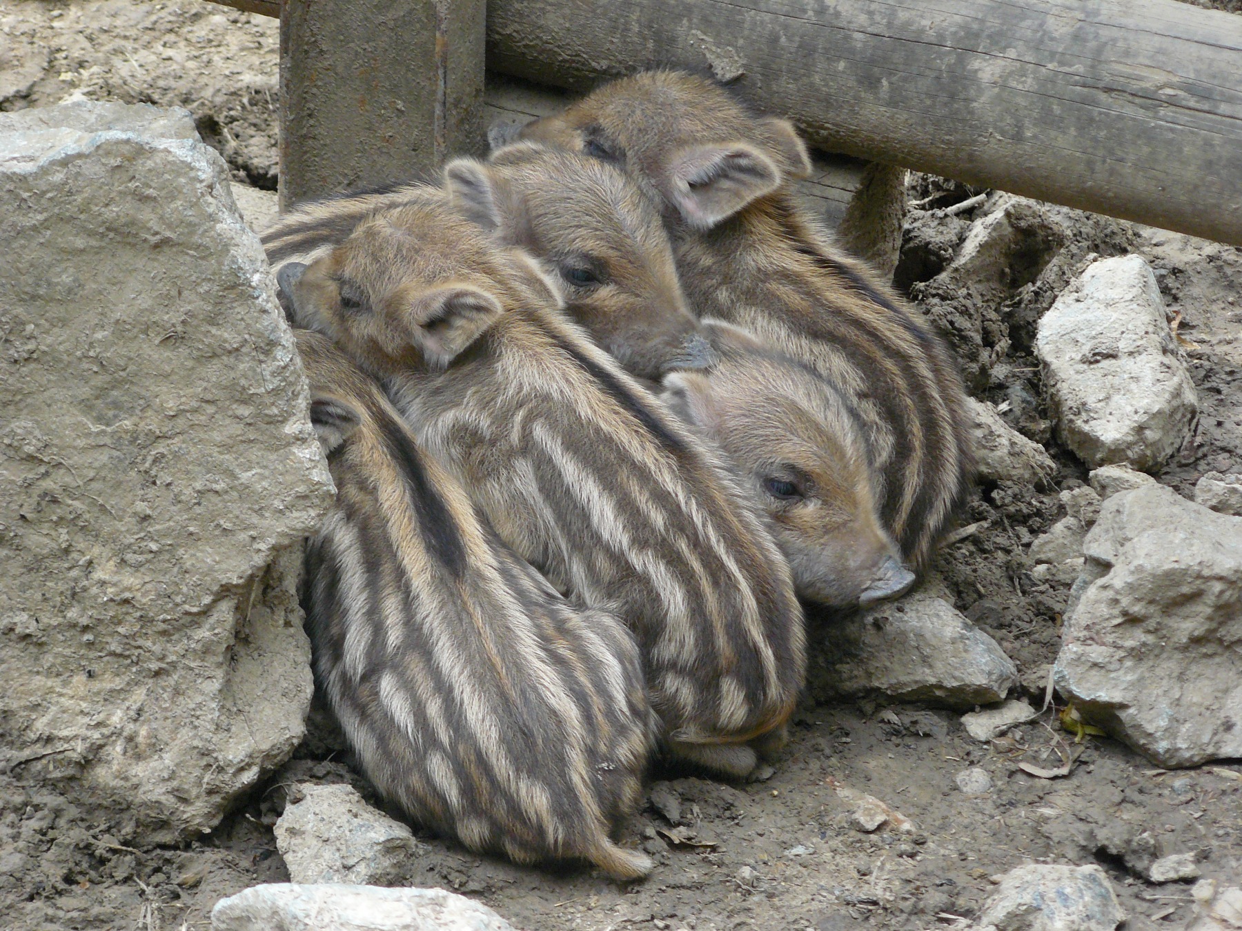wild  boar