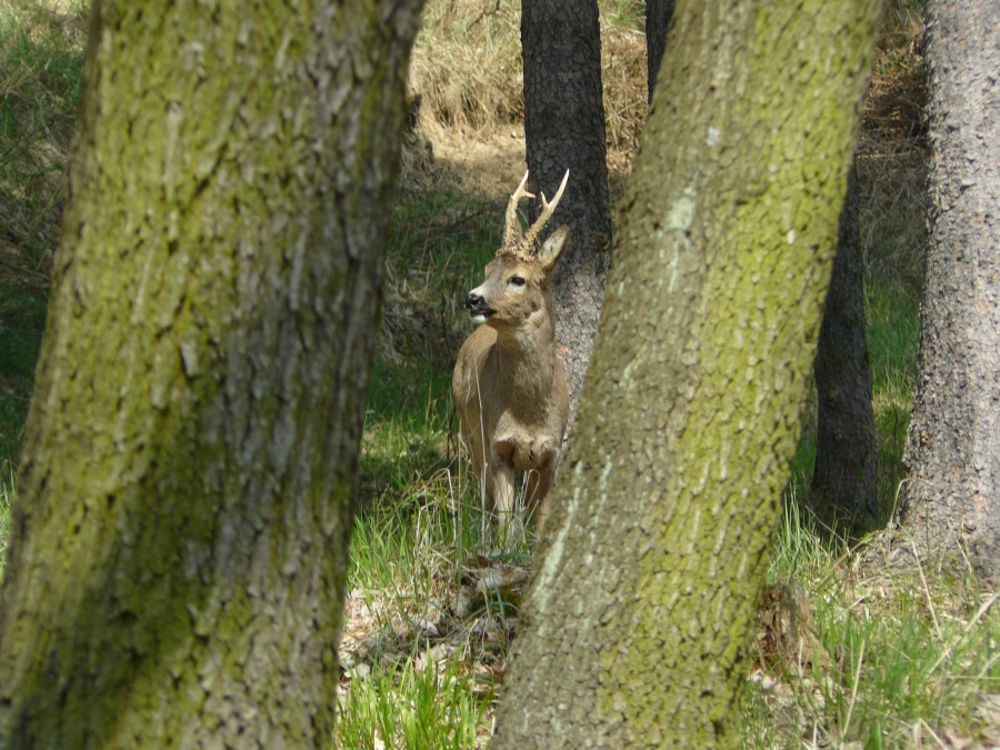 roe deer