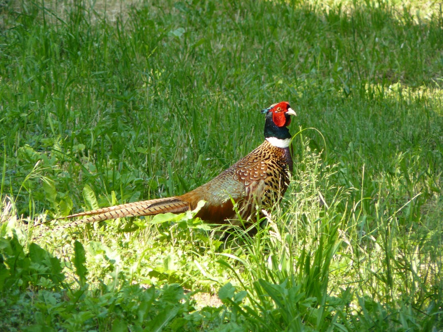 pheasant