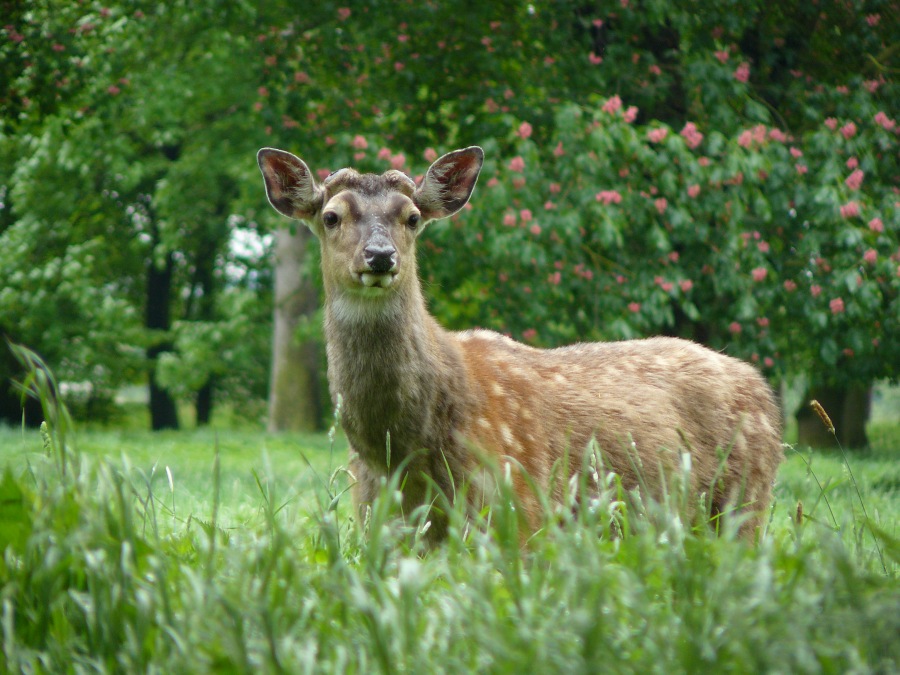 deer stag 