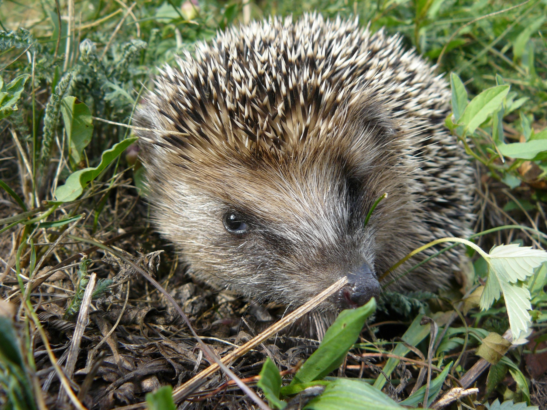 hedgehog