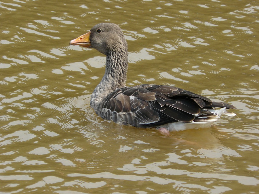 geese