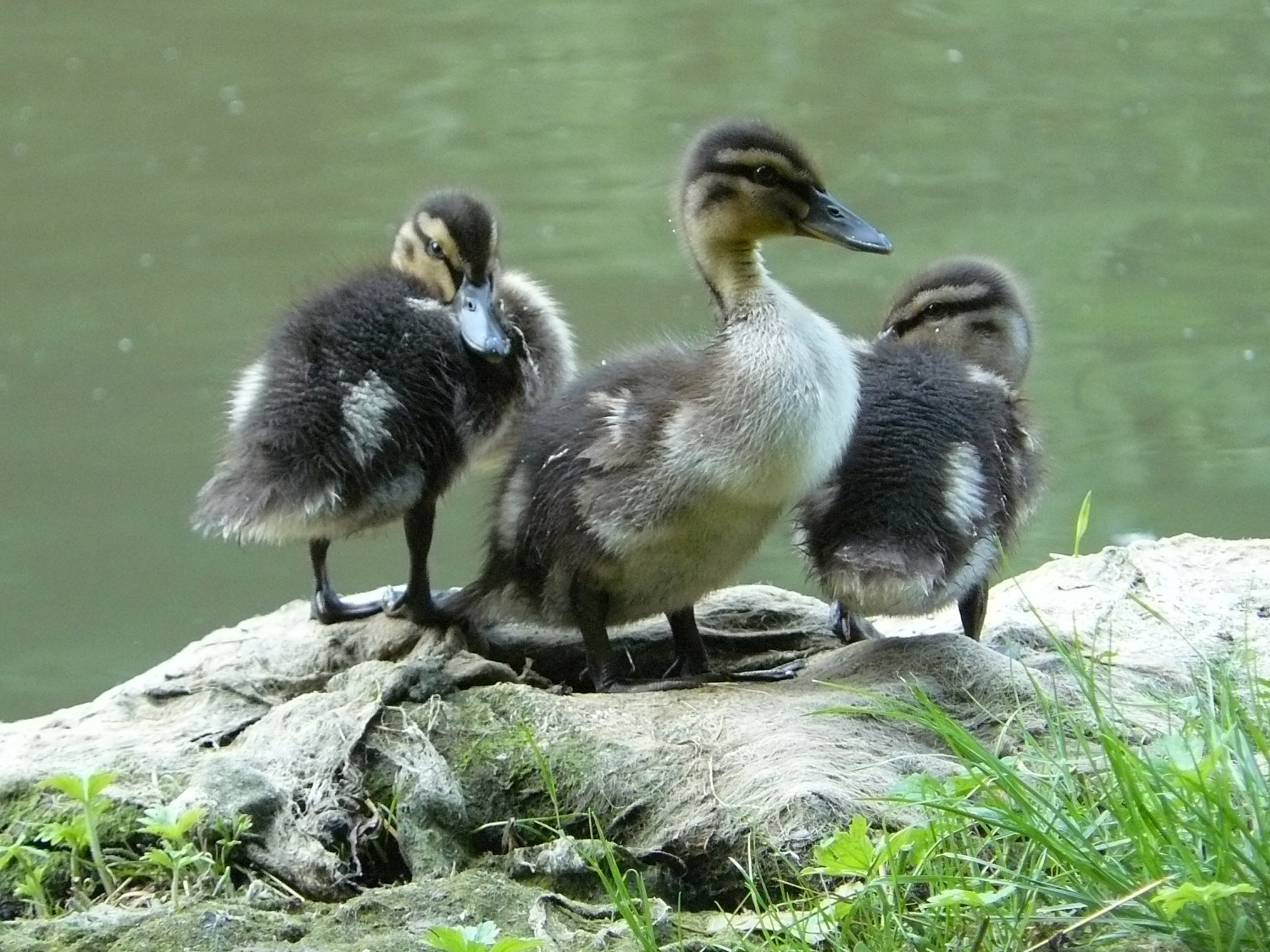 duck