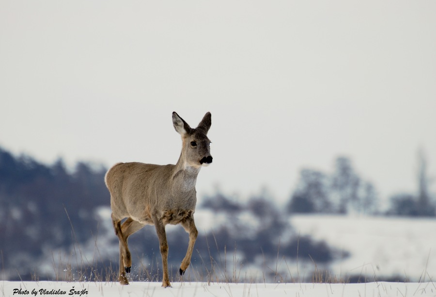 doe general