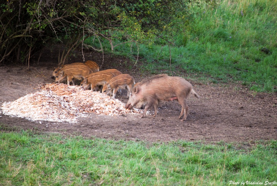 wild Boar
