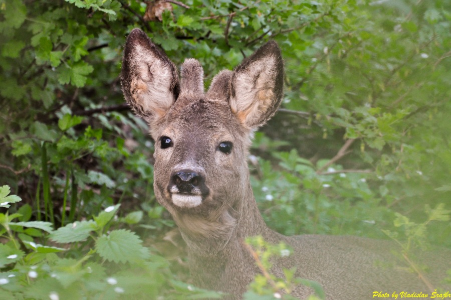 roe Deer