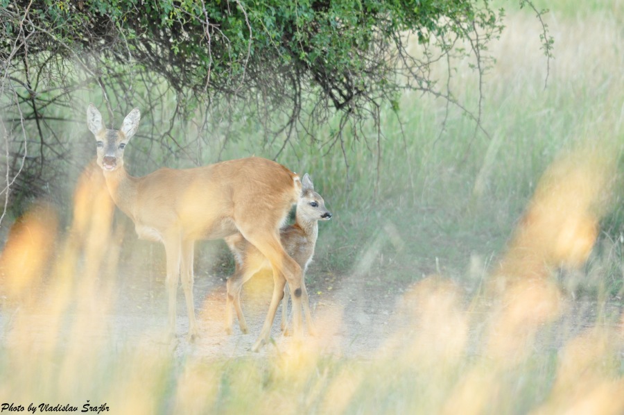 doe general