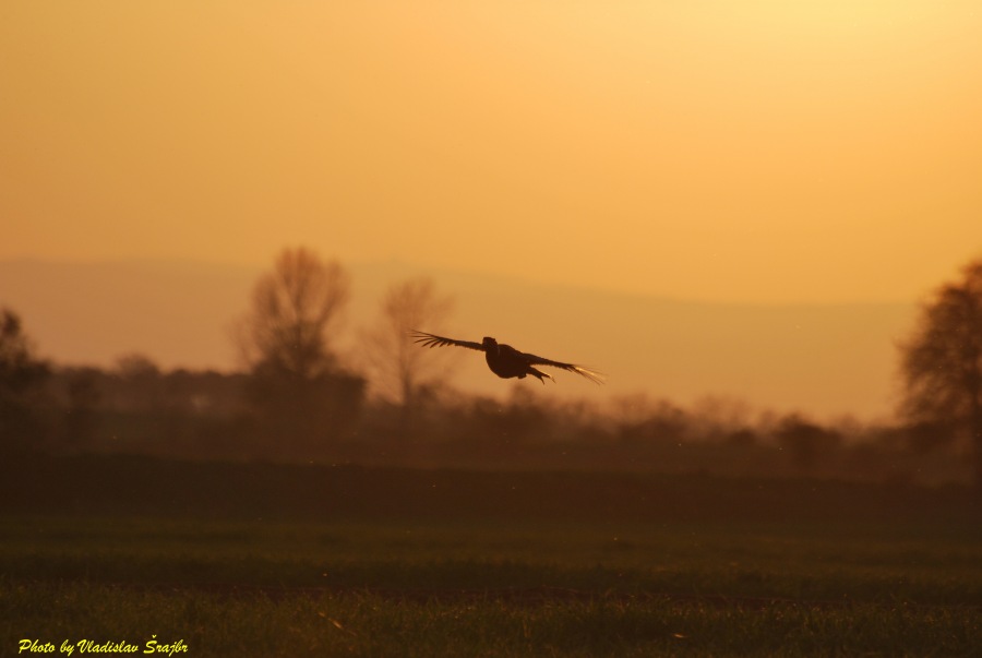 pheasant