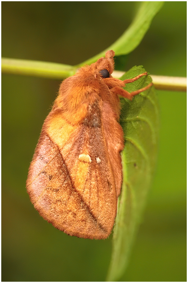 Euthrix potatoria.