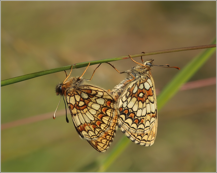 Meliicta athalia