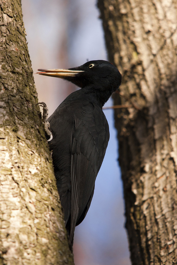 black woodpecker