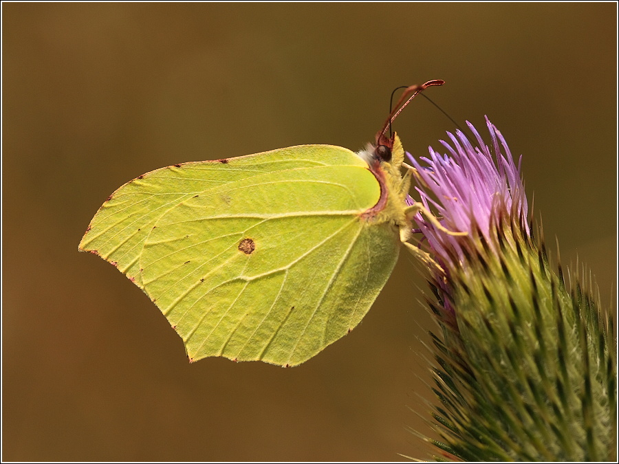 Gonepteryx rhamni