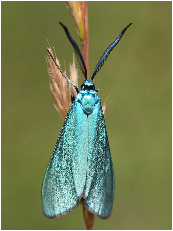 Adeella statices