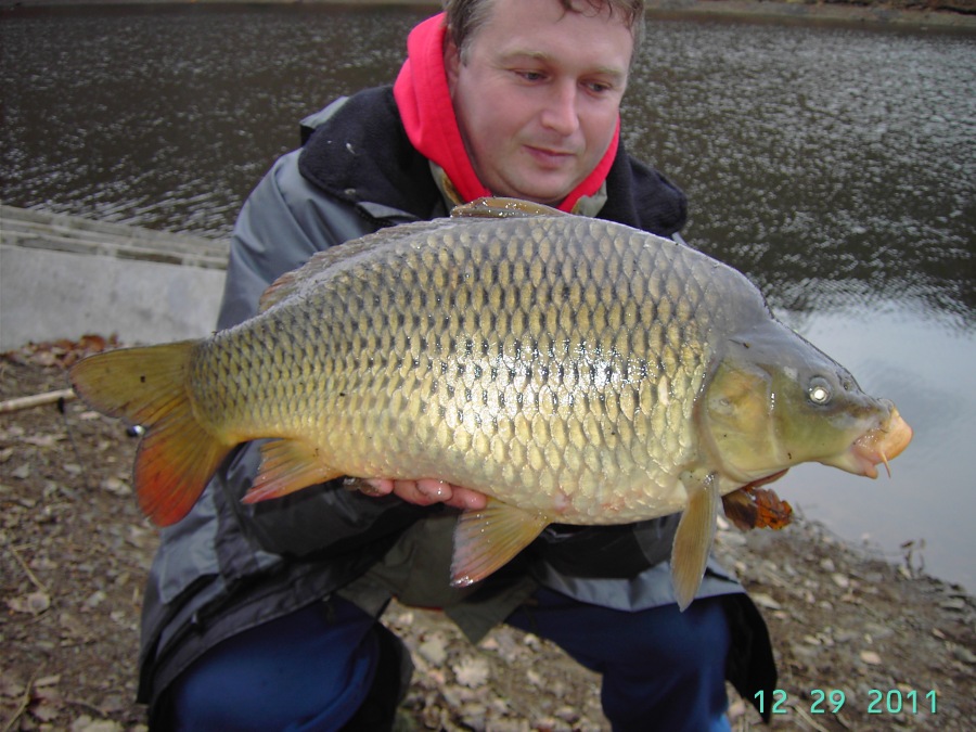 Cyprinus carpio