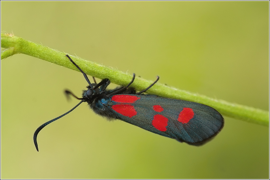Zygaena lonicerae