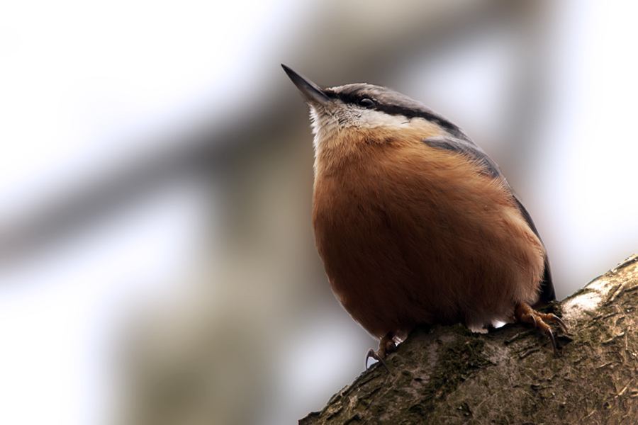 Forest Nuthatch