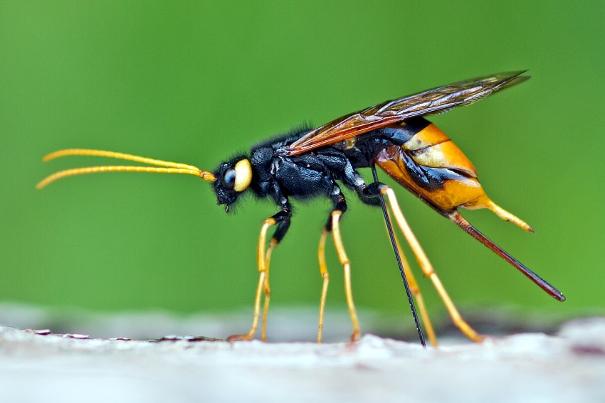 The Giant Woodwasp, Banded Horntail, Greater Ho