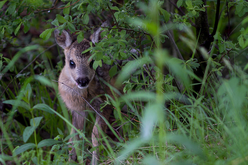 European Roe Deer