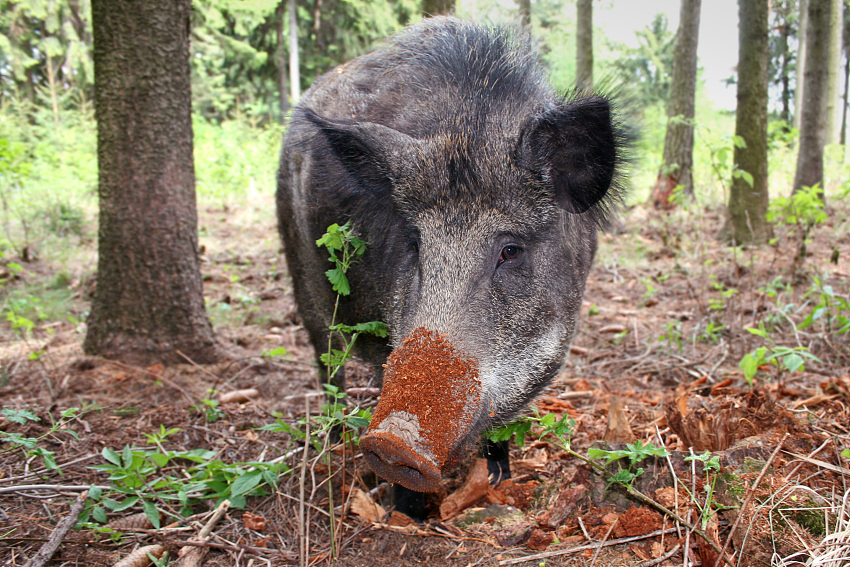 Wild pig