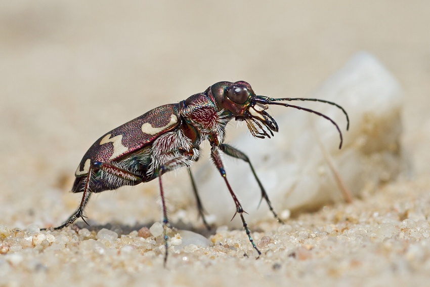 Northern dune tiger beetle