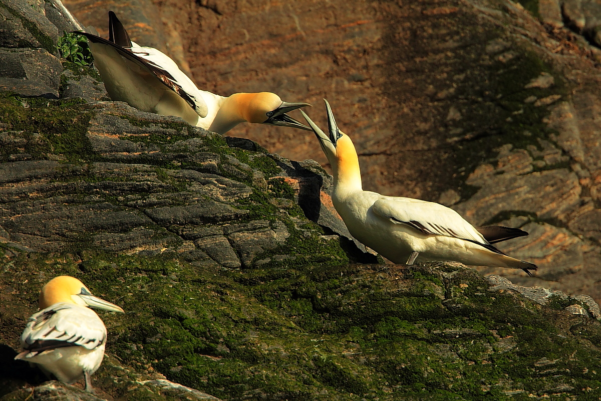 Northern Gannet