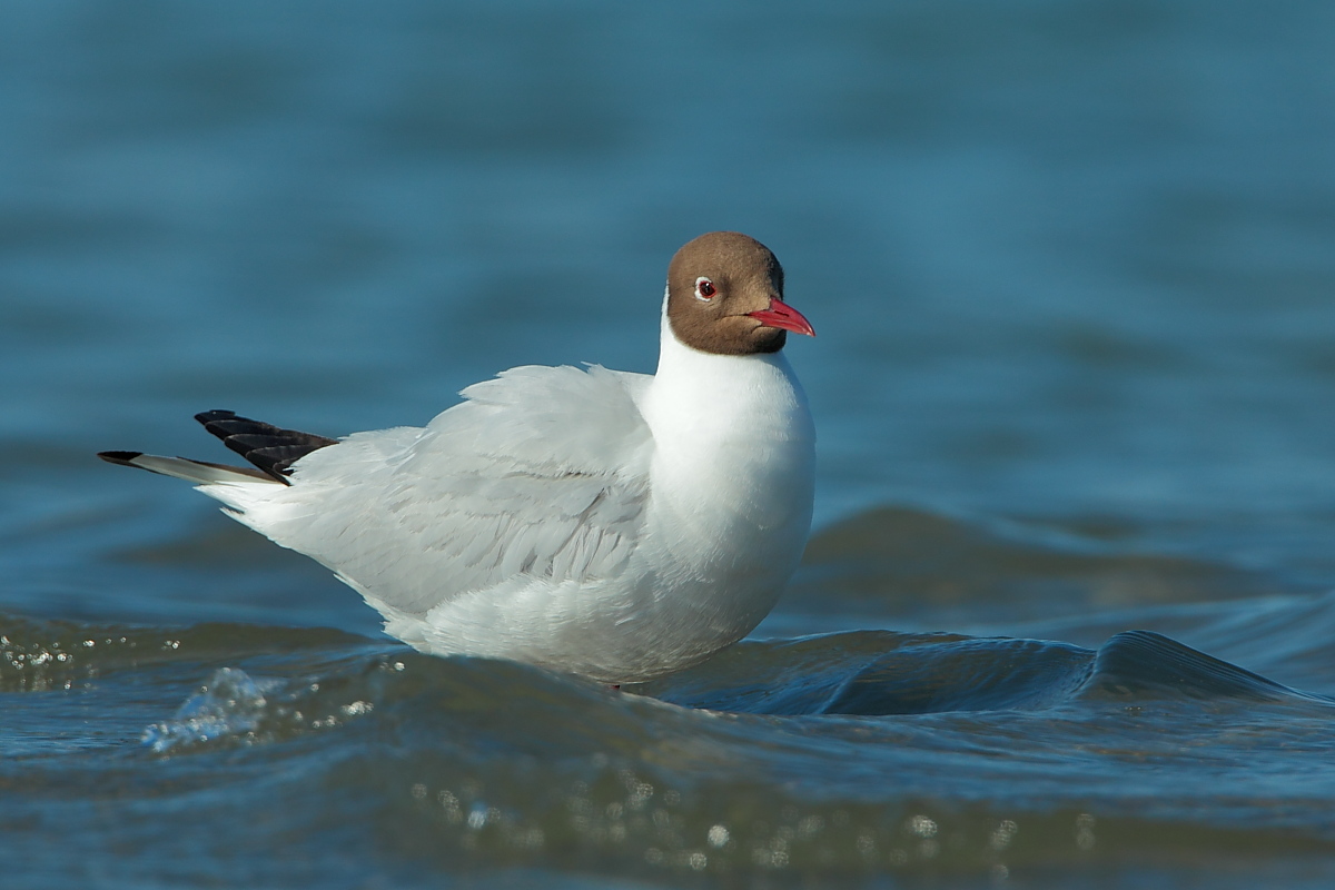 Black-headed Gull