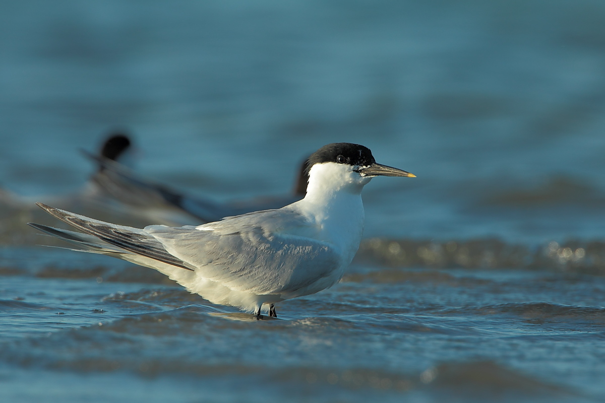 Sandwich Tern