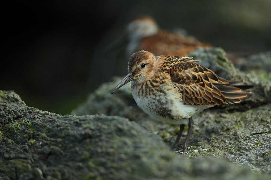 Dunlin