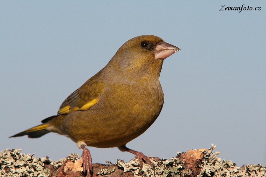 European Greenfinch