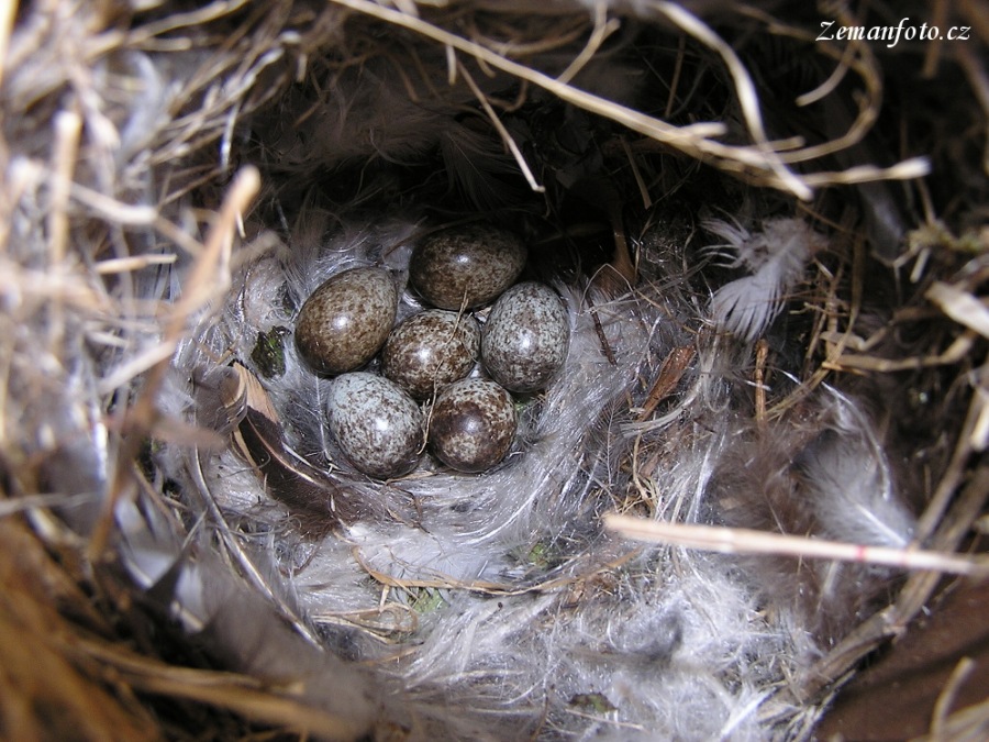 Eurasian Tree Sparrow