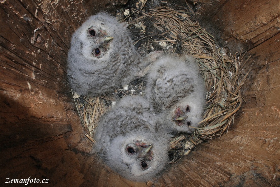 Tawny Owl