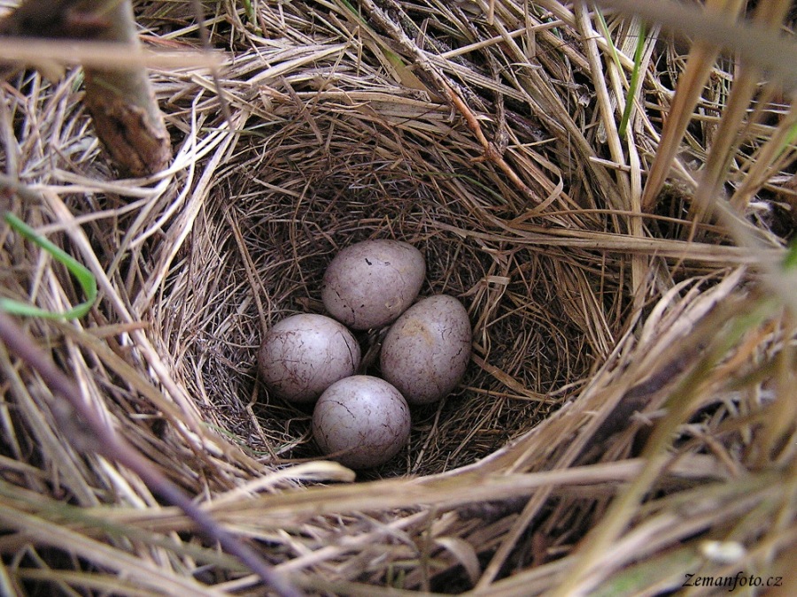 Yellowhammer