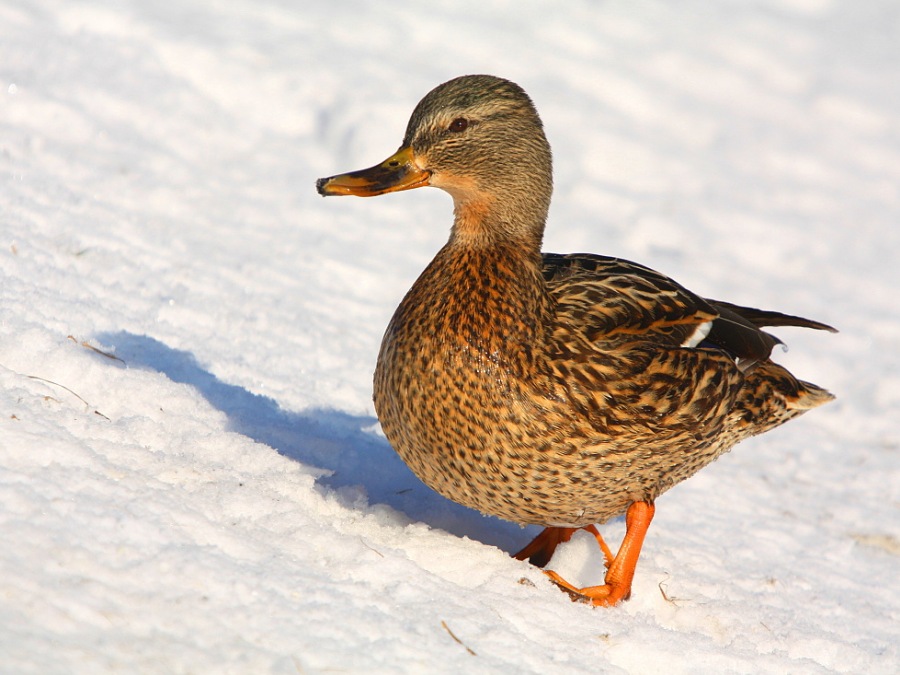mallard 
