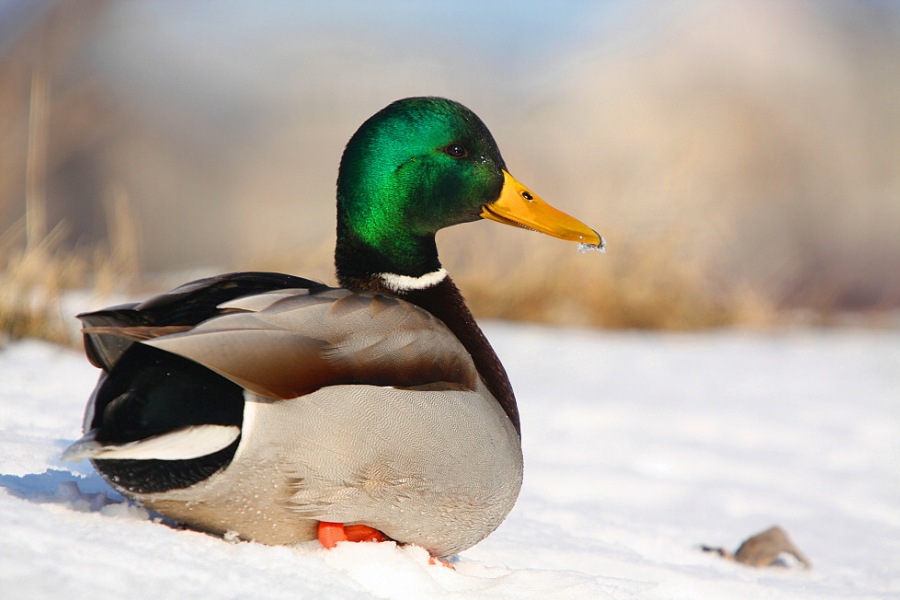 mallard
