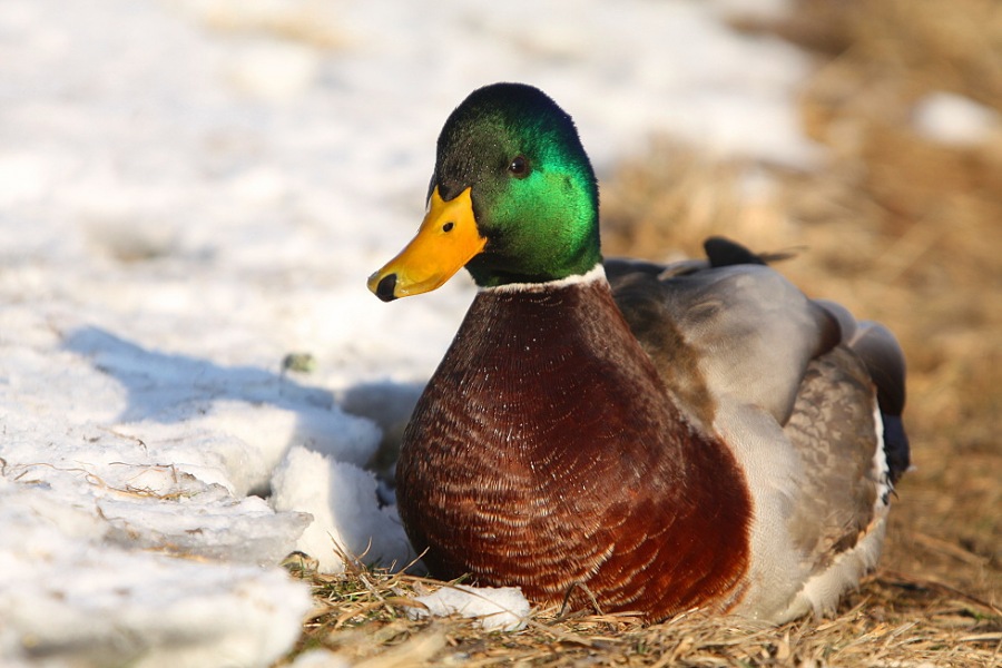 mallard in winter