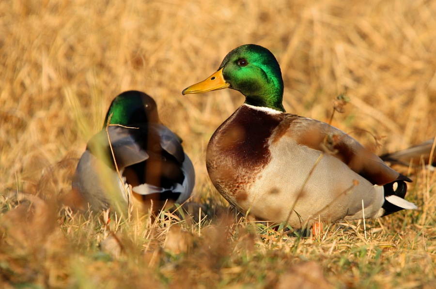mallards