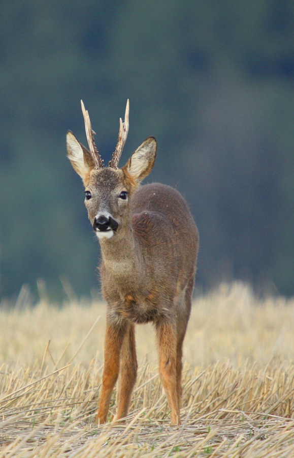 roebuck, roe deer