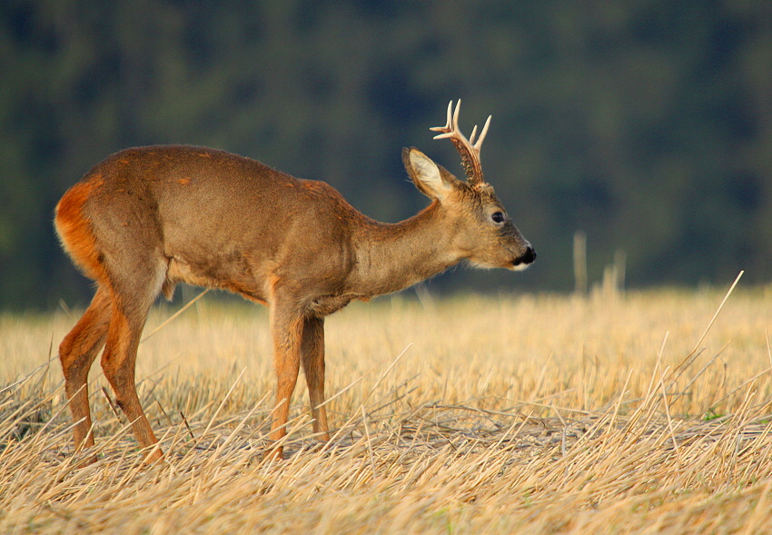 roebuck, roe deer