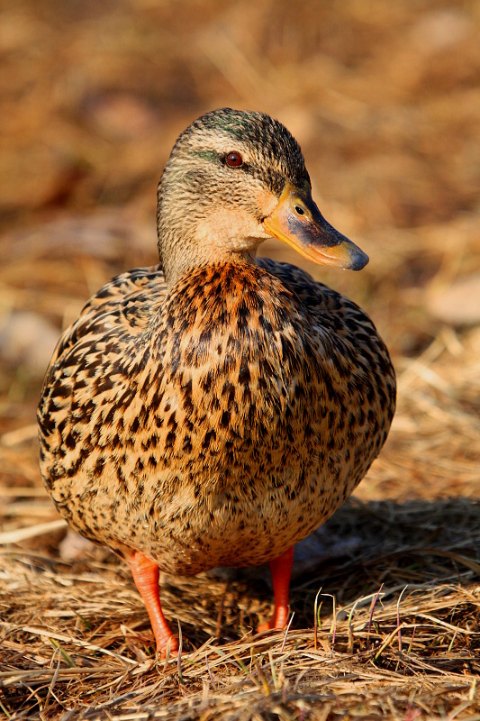 mallard