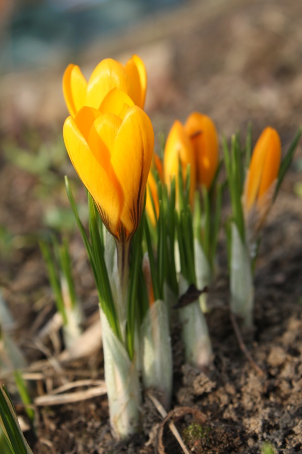 crocus , saffron 