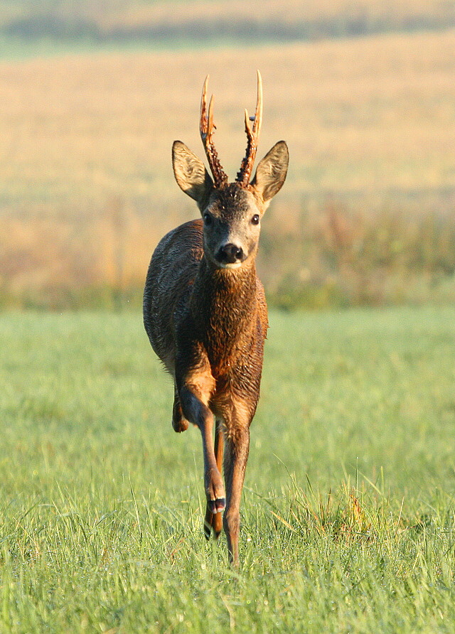 roebuck, roe deer