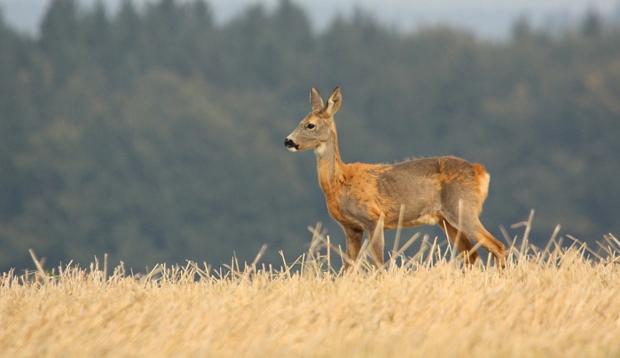 roebuck, roe deer