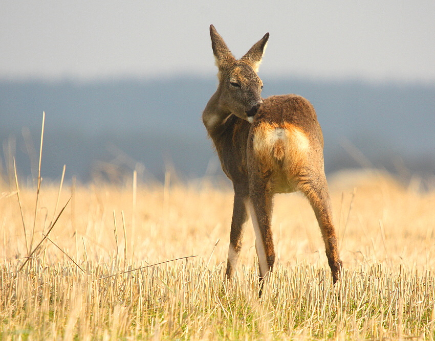 roebuck, roe deer